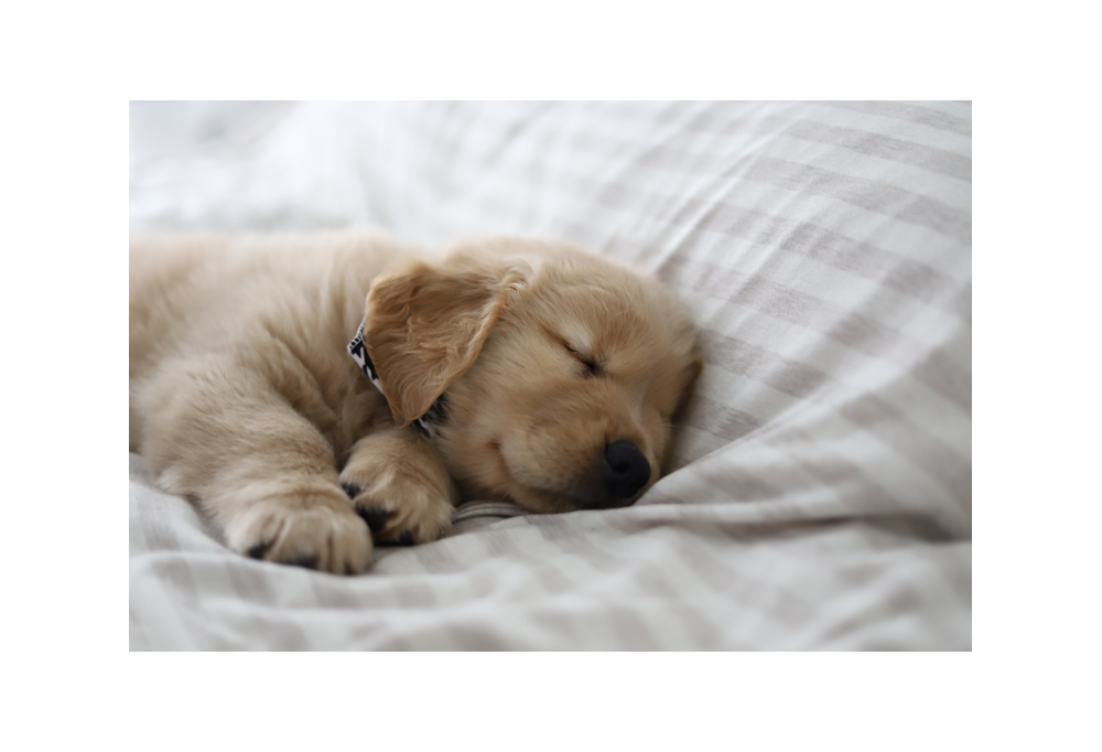 Pourquoi adopter un chien Golden Retriever ? 